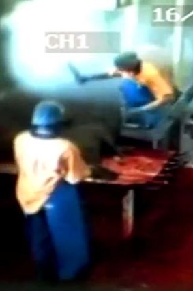 Shocking &#8230; a distressing image captured by Animal Liberation cameras inside Hawkesbury Valley Meat Processors.