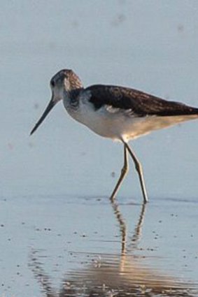 A greenshank hunts for prey in the shallows.