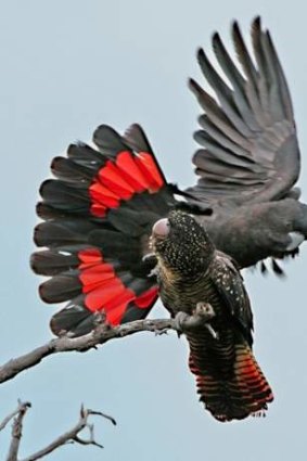 The endangered south eastern red-tailed black Cockatoo.