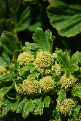 The yellowish-green flowers of the Macquarie Island Cabbage plant.