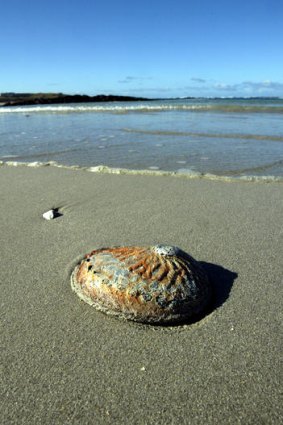 Dead abalone on a beach west of Port Fairy.