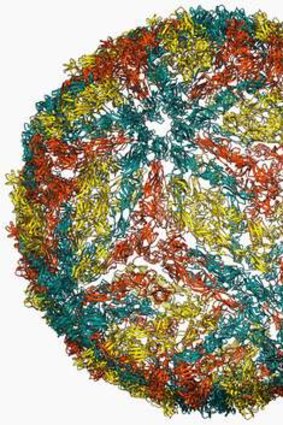 Going viral: A molecular model of the dengue virus capsid.