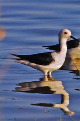 Banded stilts at Dunsborough.