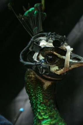 Wired up: A peahen wearing an eye-tracking device.
