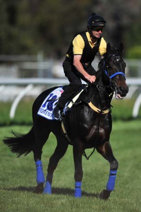 Fiorente will be back for another run in the Melbourne Cup.