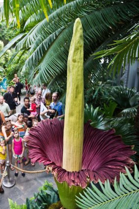 Tourists flock to the blooming Titan Arum plant at the US Botanic Garden in Washington, DC.