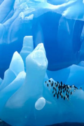 Rare Blue Iceberg with Penguins - Antarctica