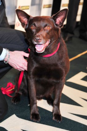 Koko, star of Red Dog at the IF Awards 16th November, 2011.