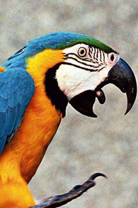 A macaw fetches $30,000 on the black market.
