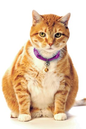 30% of Australian cats are overweight or obese.