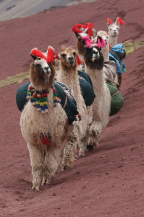 Every step you take: llamas at work.