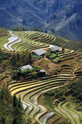 Giant steps... rice terraces near Lao Cai in northern Vietnam.