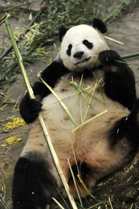 Giant panda Wang Wang kicks back at the Bifengxia Giant Panda Breeding Centre in south-west China before his tranfer to Australia.