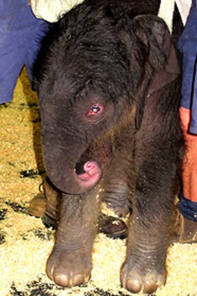 The female calf, born to Asian elephant Dokkoon, takes her first faltering steps at Melbourne Zoo yesterday.