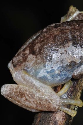 Victoria's bleating frog.