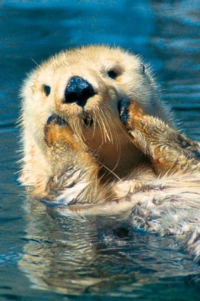 Sea otters can reduce grown men to giggling schoolgirls.