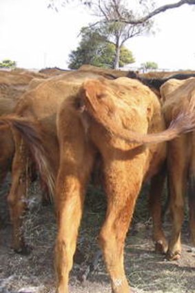 Cattle in poor body condition in the ACT region (Photo courtesy of RSPCA).