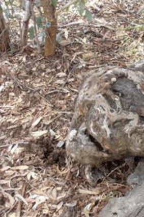 Can you see the face in this trunk of Corroboree Park's yellow box?