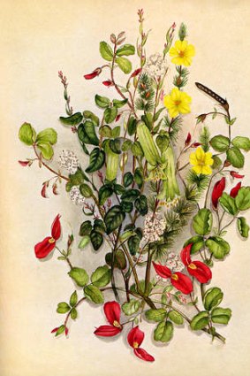 Botanical artwork by 19th-century illustrator Euphemia Henderson.