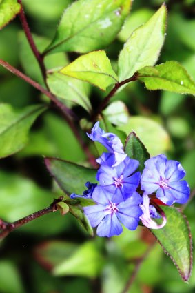 The pretty blue flowers of Ceratostigma plumbaginoides were found by Robert Fortune growing on the city wall of Shanghai in mid-1844.