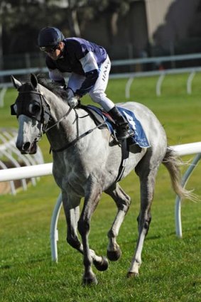 Stefan Friborg's love of grey thoroughbreds made Linton the perfect horse to kick-start his Australian venture.