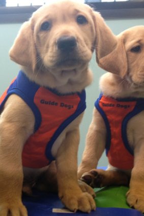 Guide Dogs Queensland puppies in their new, specially-designed uniforms.