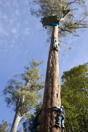 A Tasmanian police officer clambers up a tree in the Upper Florentine Valley in an attempt to reach a protester's perch.