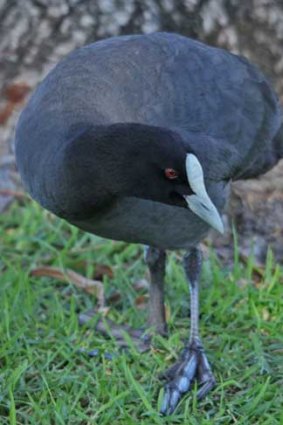 Eurasian coot has unusual feet to help it walk on plants.