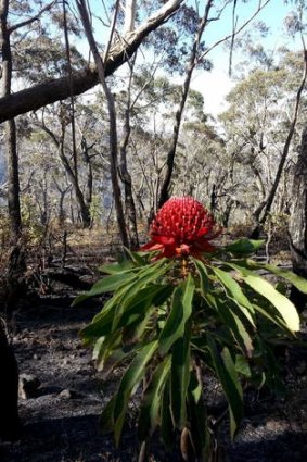A waratah survives a fire in the Blue Mountains.