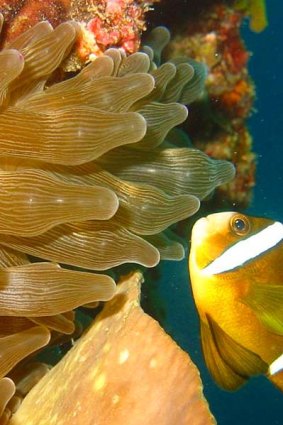 An Anemone fish on a Sunshine Coast inshore reef.