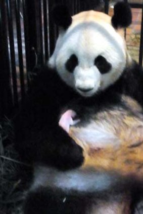 Proud mum ... Shin Shin holding her baby giant panda a week ago.