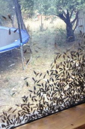 Soldier beetles swarm in Kambah.