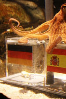 Viewers are treated to the 'thought processes' of an octopus.