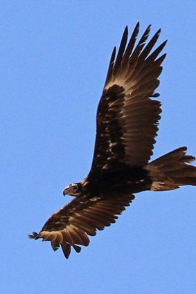 An eagle in flight displays its trademark wedge-shaped tail.