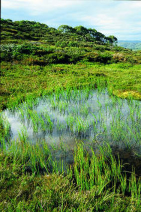 For peat's sake … An intact moss bed that has been protected from cattle.