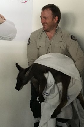 Ranger Patrick Harvey wrapped the wallaroo in a blanket and later released it in Aranda.