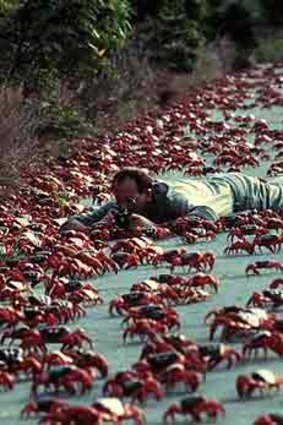 The annual migration of the red land crab to the sea is a world-renowned spectacle.