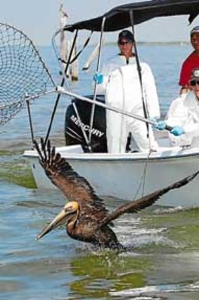 Biologists from the US Fish and Wildlife Service catch a pelican covered with oil.