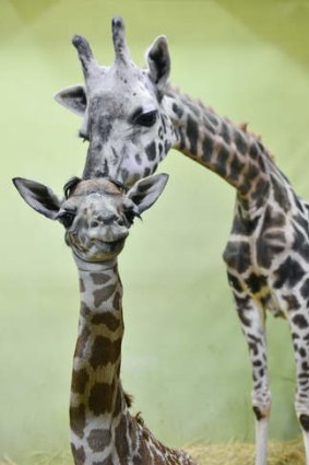 One of many: Mother giraffe  Jang-Soon  rubs her calf at the Samsung Everland safari park.