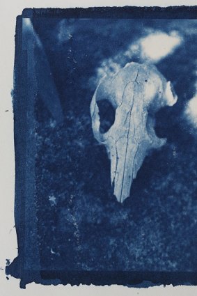 Kim Sinclair, <i>Kangaroo Skull</i>, 2018 in <i>Artefact</i> at PhotoAccess.