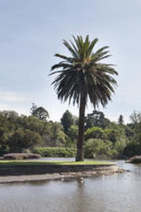 Wetlands of the Royal Botanic Gardens, South Yarra.