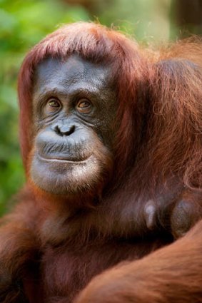 An orang-utan in Kuching.