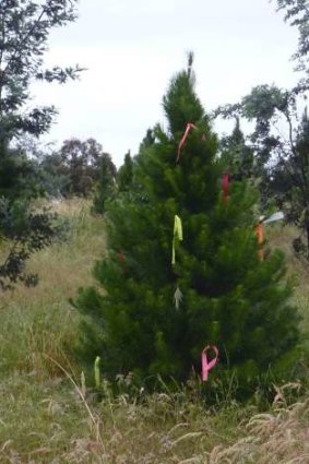 Regular customers reserve their favourite tree sometimes, months out from Christmas, by placing distinctive ribbons over it.