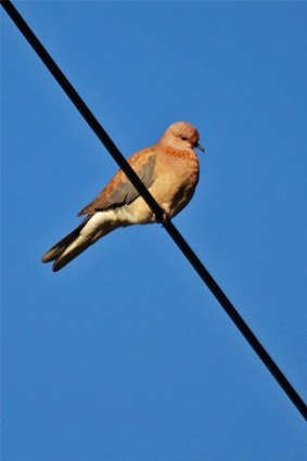 Doves are very tame, making them easy prey for domestic cats.