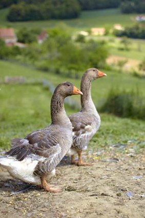 Free range ... geese at Ferme du Vignal. Seeing how they are bred and fed for foie gras may make the practice easier to swallow.