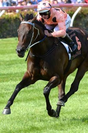 Up in lights: Black Caviar will be the star of the show at Moonee Valley.