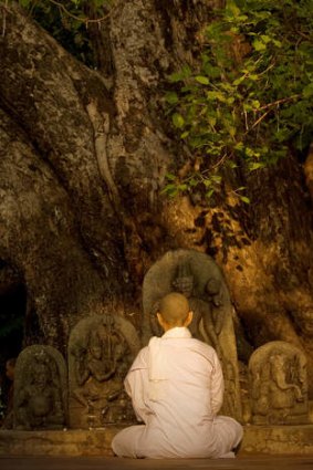 A Buddhist monk praying in front of sacred bodhi tree.
