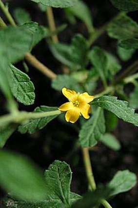 Damiana ... used as an an aphrodisiac, but is also claimed to assist relaxation and help break addictions.