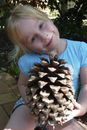 One of Bendora Arboretum's big pine cones.