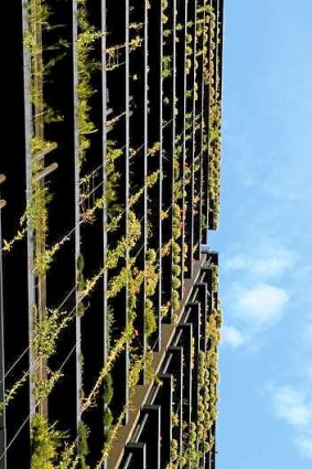 Climbing the wall: Patrick Blanc's vertical garden in Broadway - the world's highest.